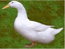 chilten-duck