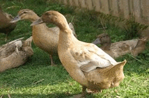 khaki-duck