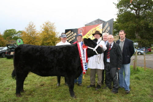 IRISH ANGUS ALL IRELAND RESERVE SUPREME CHAMPION 2011 Clooncolligan Fizz Sire: Ballyarden Bill Exhibited by: Michael & Oliver Flanagan, Moydrum, Athlone, Co. Westmeath. Left to Right: Sean Flanagan, Oliver Flanagan, Michael Flanagan, John O'Hara ISA President, Kevin Diffley Judge and Cathal Sheridan A.W.Ennis Sponsor